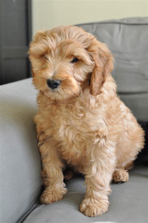 The 14 Different Colors of the Australian Labradoodle