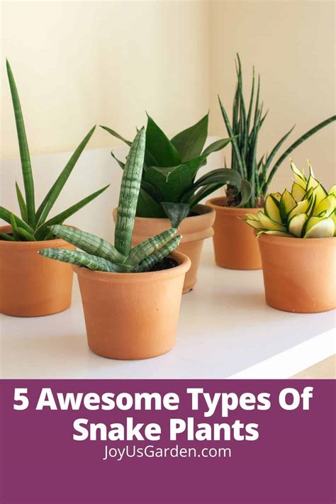 Discovering the Beauty of Snake Plant Varieties - Ames Farm Center