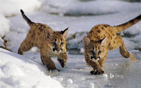 Mountain Lion Kittens On Ice : r/hardcoreaww