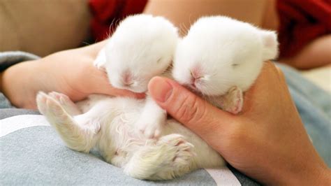 Really Cute Baby Rabbits