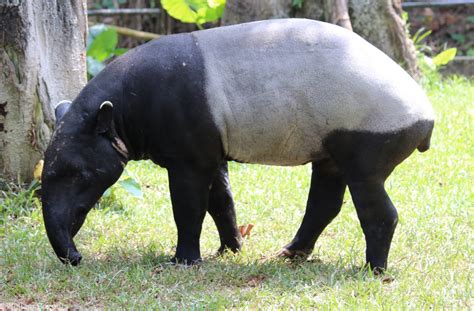 Tapir With Injuries - ZooChat