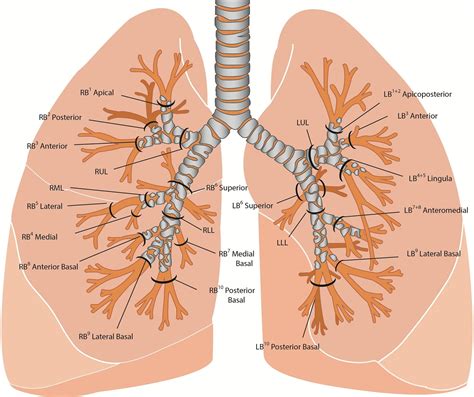 Human Lungs Labeled