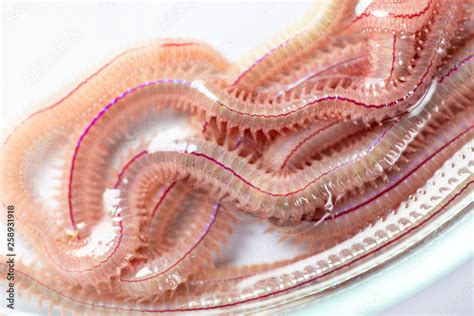 Sand Worm (Perinereis sp.) is the same species as sea worms (Polychaete ...