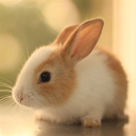 Cute Animal Wallpapers - Apps on Google Play