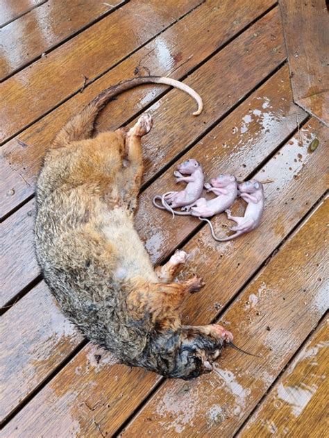 Python Tries and Fails To Eat Possum With Pouch Full of Babies: 'Too Big'