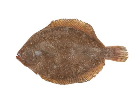 10 Types of Flatfish to Catch in the Ocean - Fishmasters.com