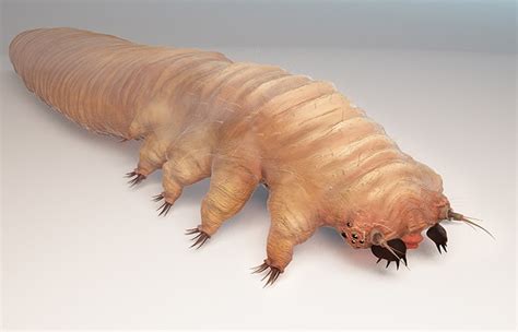 Human Demodex Mites On Face