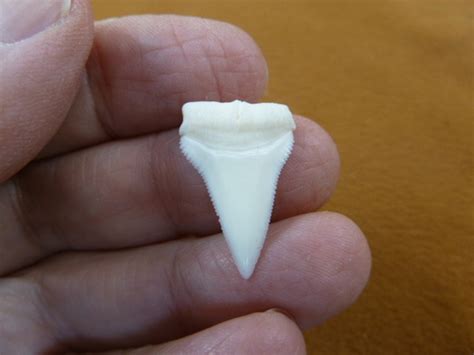 7/8 Inch White Modern Speartooth Shark Tooth Teeth Pendant - Etsy