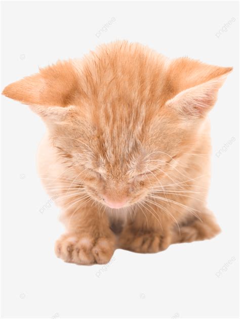 Sleeping Kitten Kitten, Background, Whiskers, Fur PNG Transparent Image ...