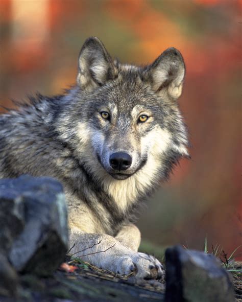 Grey Wolf wildlife in Banff National Park in Alberta, Canada image ...