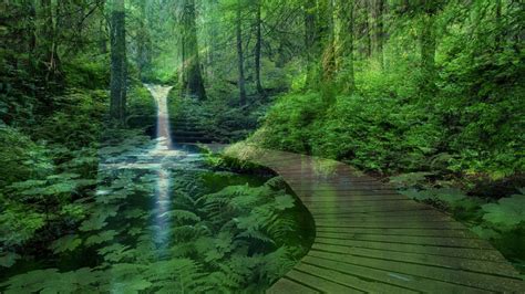 Forest Landscape Wallpapers - Wallpaper Cave