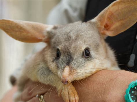 Bilby Conservation :: Currumbin Wildlife Sanctuary