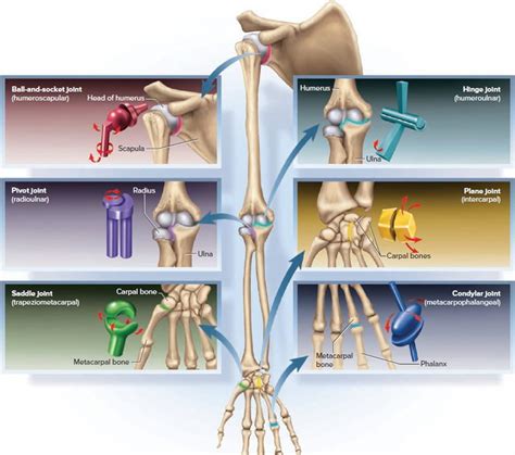 Types & Classification of Body Joints - Cartilaginous & Synovial Joint