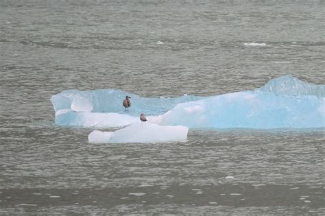 Tracy Arm Fjord Glacier Explorer Excursion - Tammilee Tips