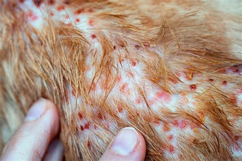 Can Dogs And Cats Cause Eczema