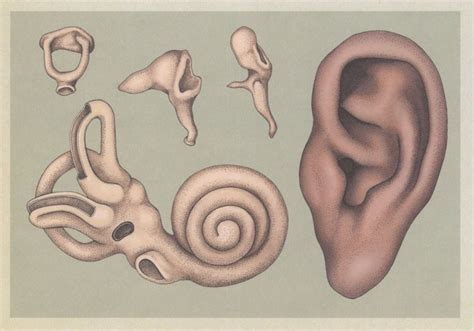 Human Ear Stirrup Anvil Hammer Pinna Cochlea Canals Postcard | Topics ...