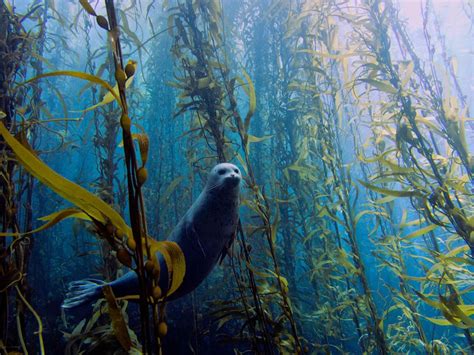 Ghostly Seal in the Kelp Forest and Other Amazing Underwater Photos ...