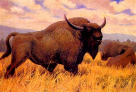 Late Pleistocene Bison avoided the Ice Free Corridor between 23,000 and ...