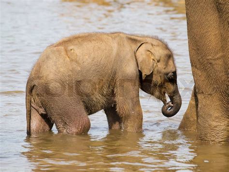 Baby elephant having bath | Stock image | Colourbox