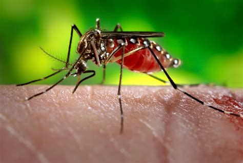 Mosquito bites: When are they more than just a pesky itch? > Joint Base ...