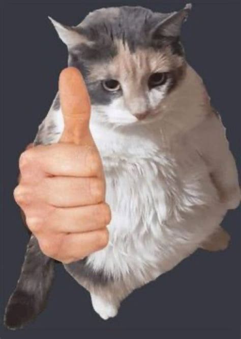 cat thumbs up looking at you