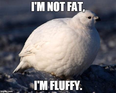 Fat Bird Meme | Bird-X