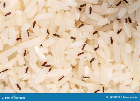 Grain rice with many moth stock image. Image of carbohydrate - 152909931