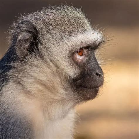 Vervet Monkey - Facts, Diet, Habitat & Pictures on Animalia.bio