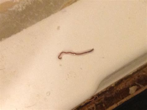 i always find these worms in my bathroom on ocassion. which species is ...