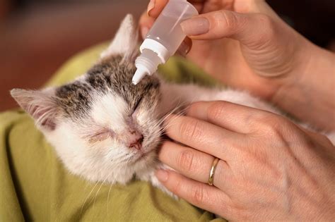 Recognizing the Symptoms of Eye Infection in Cats | Forever Vets