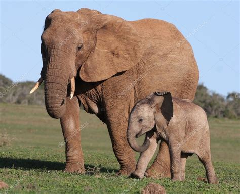 African Elephant Baby and Mom Stock Photo by ©fouroaks 2307710