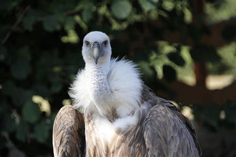 Himalayan Griffon The Largest Gyps Vulture - Treks and Trails India