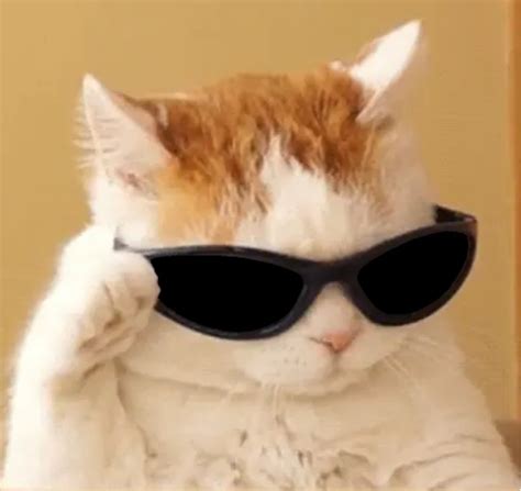 Create meme "cat meme without background, cat, cat with sunglasses meme ...