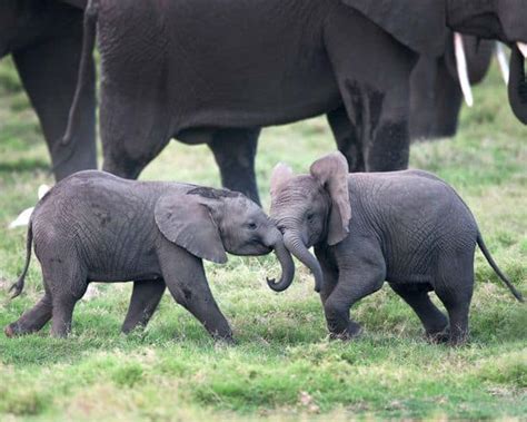 30 Adorable Photos of Baby Elephants