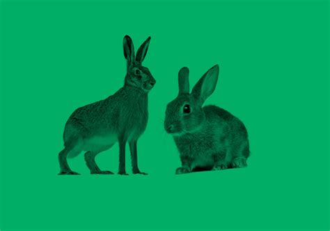 Rabbit Rabbit – The Meaning Of This Monthly Good Luck Saying