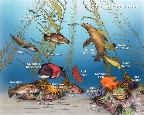 Kelp Forest Ecosystem