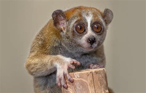 Slow Loris Facts, Information and Conservation Status - Primates Park