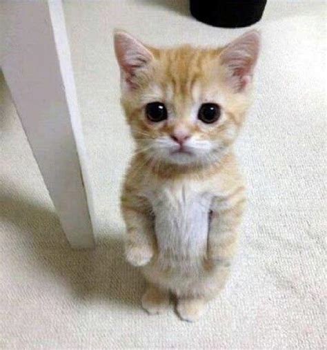 Innocent cat looking at camera : r/MemeTemplatesOfficial