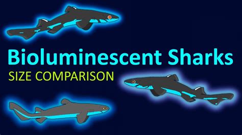 Bioluminescent Sharks - 3 new species found to glow - Size Comparison ...