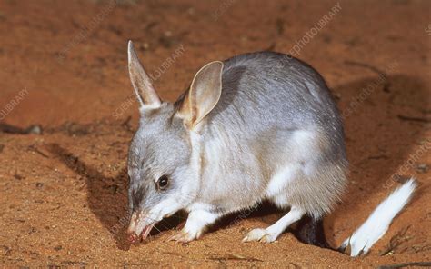 Greater Bilby - Stock Image - C012/8856 - Science Photo Library