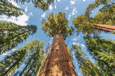 Awe In Arboreal Wonder At Giant Sequoia National Monument