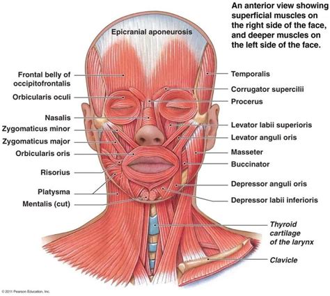 Pin on FACIAL TREATMENTS