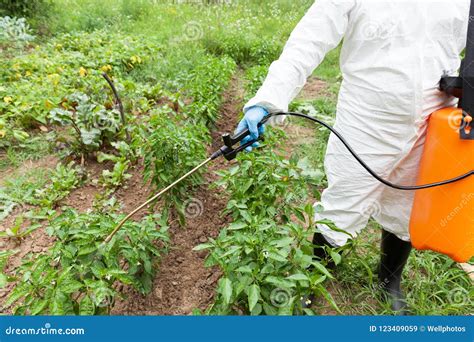 Farmer Spraying Vegetables in the Garden with Herbicides, Pesticides or ...