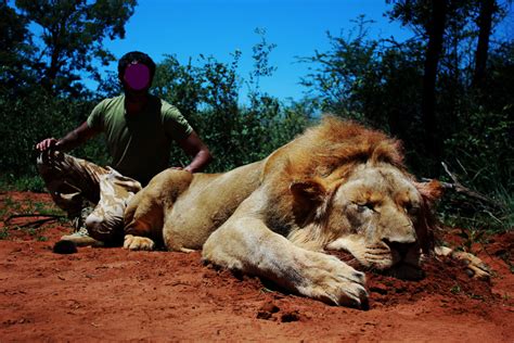 African lion hunting safari packages South Africa | Mkulu African ...