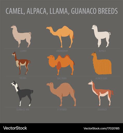 Camel llama guanaco alpaca breeds icon set animal Vector Image