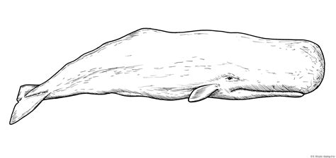 Drawing of sperm whale – Line art illustrations