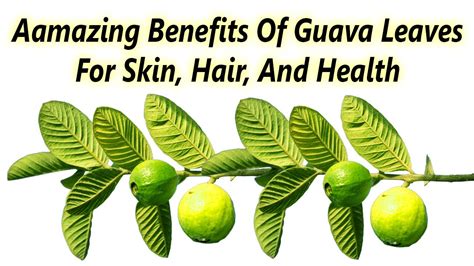 Guava leaves -15 Incredible Health benefits