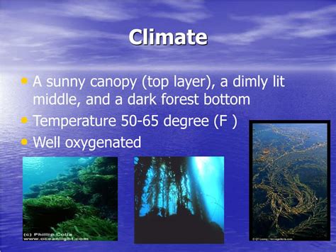 PPT - KELP FOREST PowerPoint Presentation, free download - ID:1406361