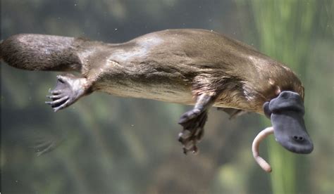 Platypus Facts: Animals of Australia - WorldAtlas.com