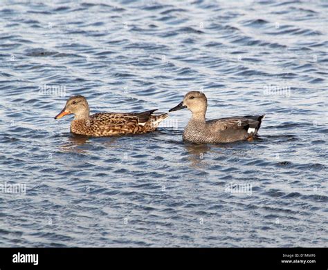 Male and female Gadwall (Anas strepera) swimming together Stock Photo ...